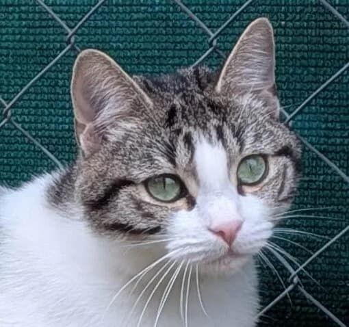 Mme la marquise, female Mixed Breed for adoption at Refuge Thiernay