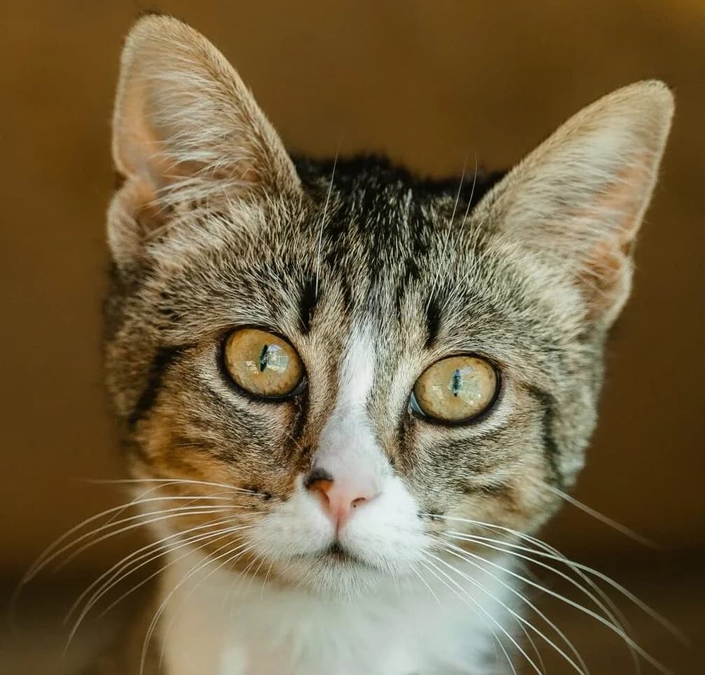 Noémie, female Mixed Breed for adoption at Refuge Thiernay