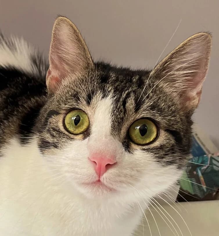 Oggy, male Mixed Breed for adoption at Refuge Thiernay