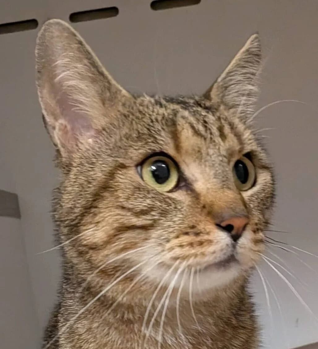 Voltaire, male Mixed Breed for adoption at Refuge Thiernay