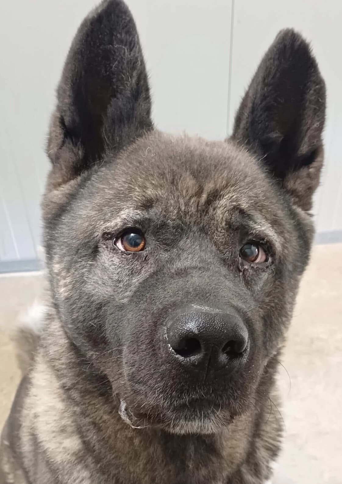 Eicko, male Mixed Breed for adoption at Refuge Thiernay