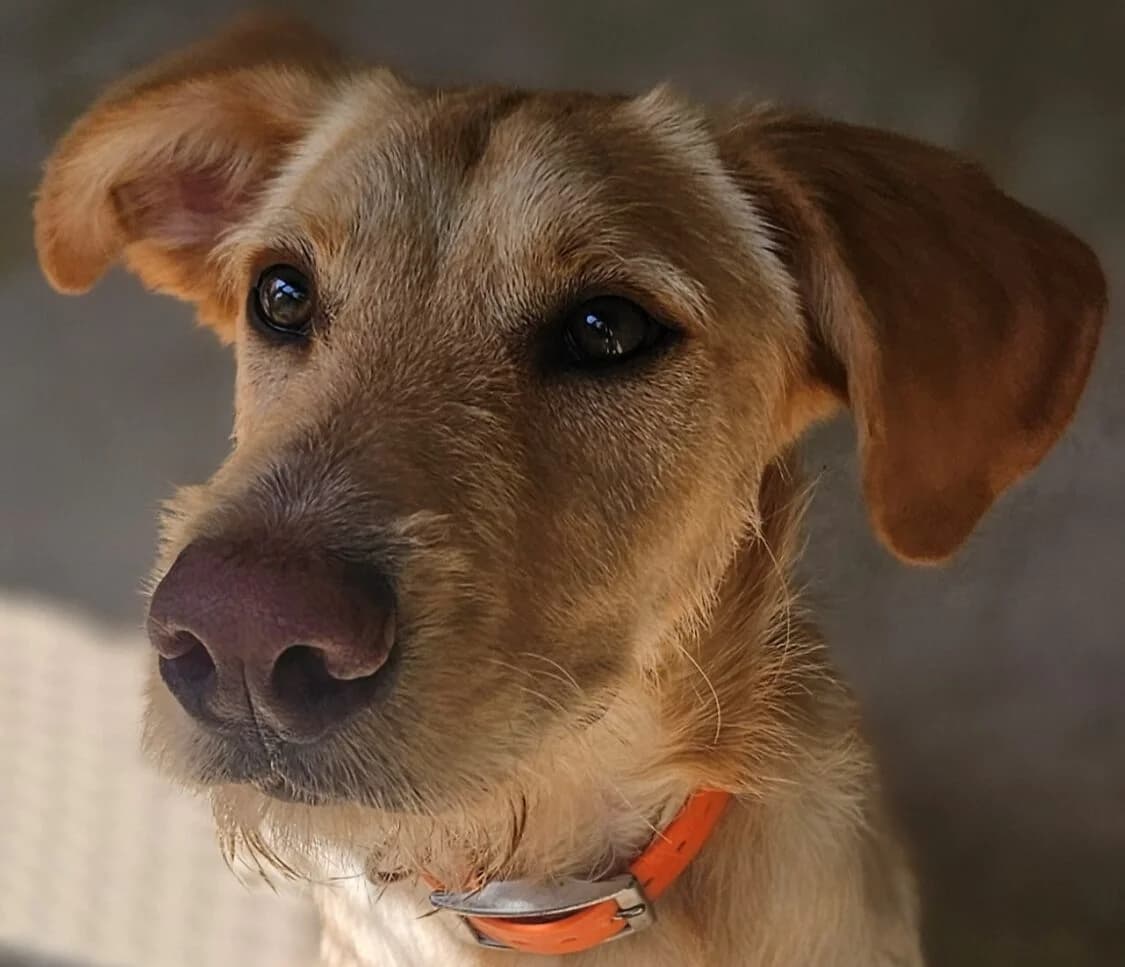 Étoile, male Mixed Breed for adoption at Refuge Thiernay