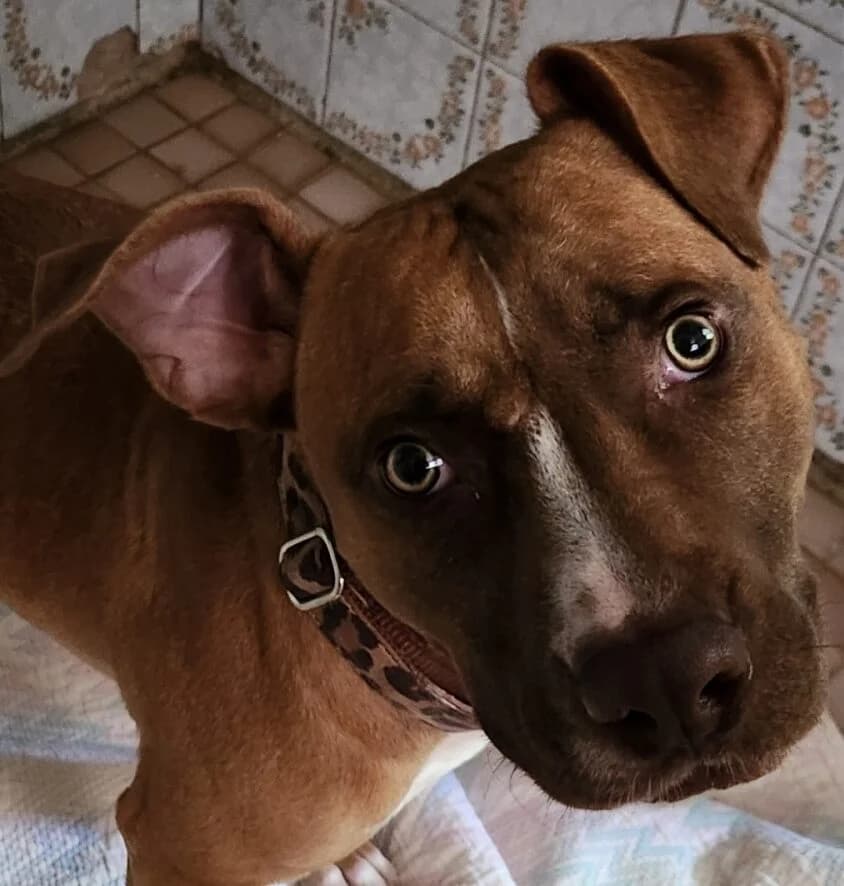 Lotus, male Mixed Breed for adoption at Refuge Thiernay