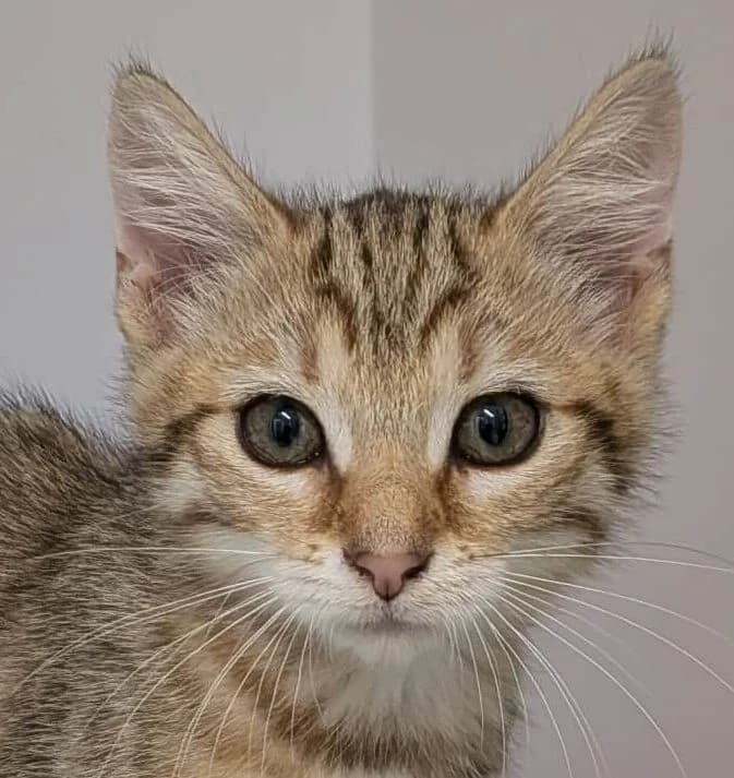 Babelle, female Mixed Breed for adoption at Refuge Thiernay