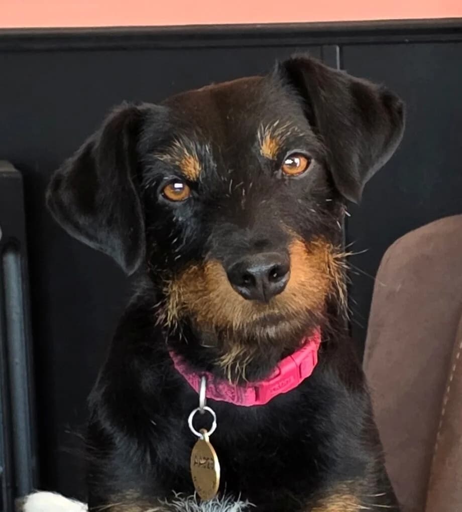 JADE, female Mixed Breed for adoption at Refuge Thiernay