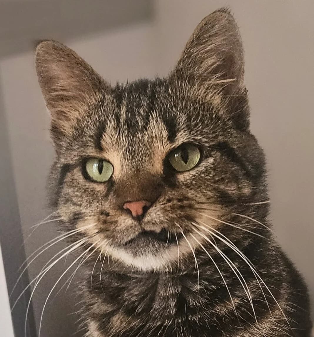 ALTON, male Mixed Breed for adoption at Refuge Thiernay