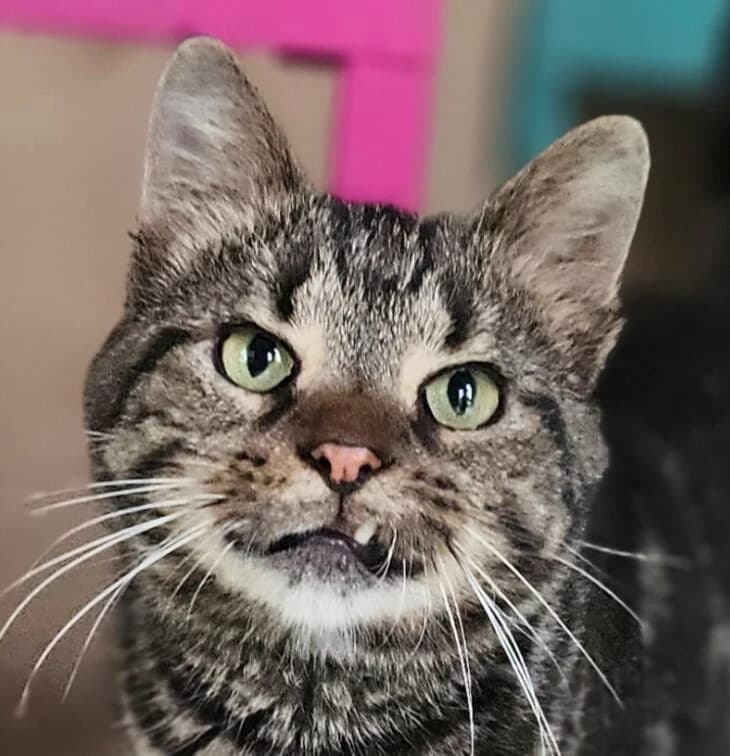 ALTON, male Mixed Breed for adoption at Refuge Thiernay
