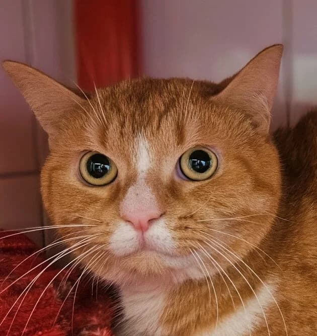Gouda, male Mixed Breed for adoption at Refuge Thiernay