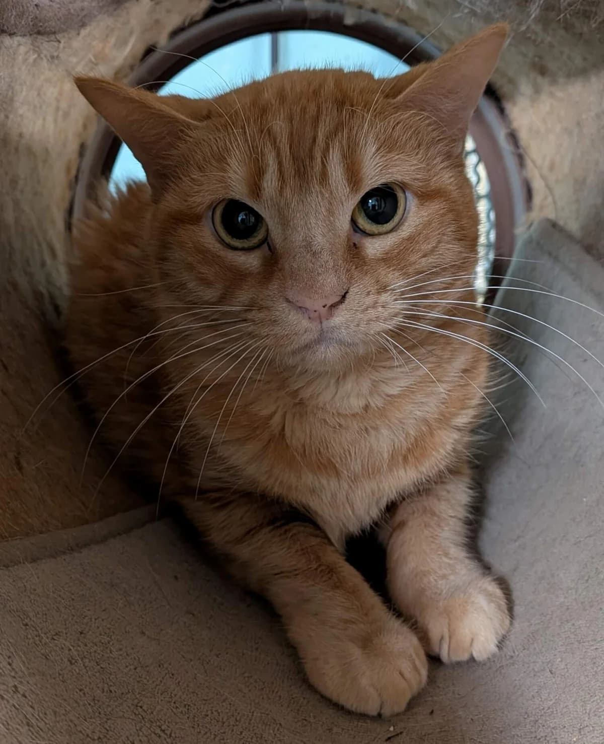 Carotte, female Mixed Breed for adoption at Refuge Thiernay