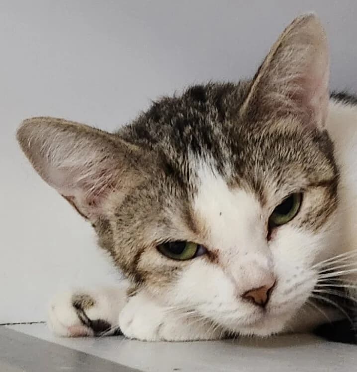 Scarlett, female Mixed Breed for adoption at Refuge Thiernay