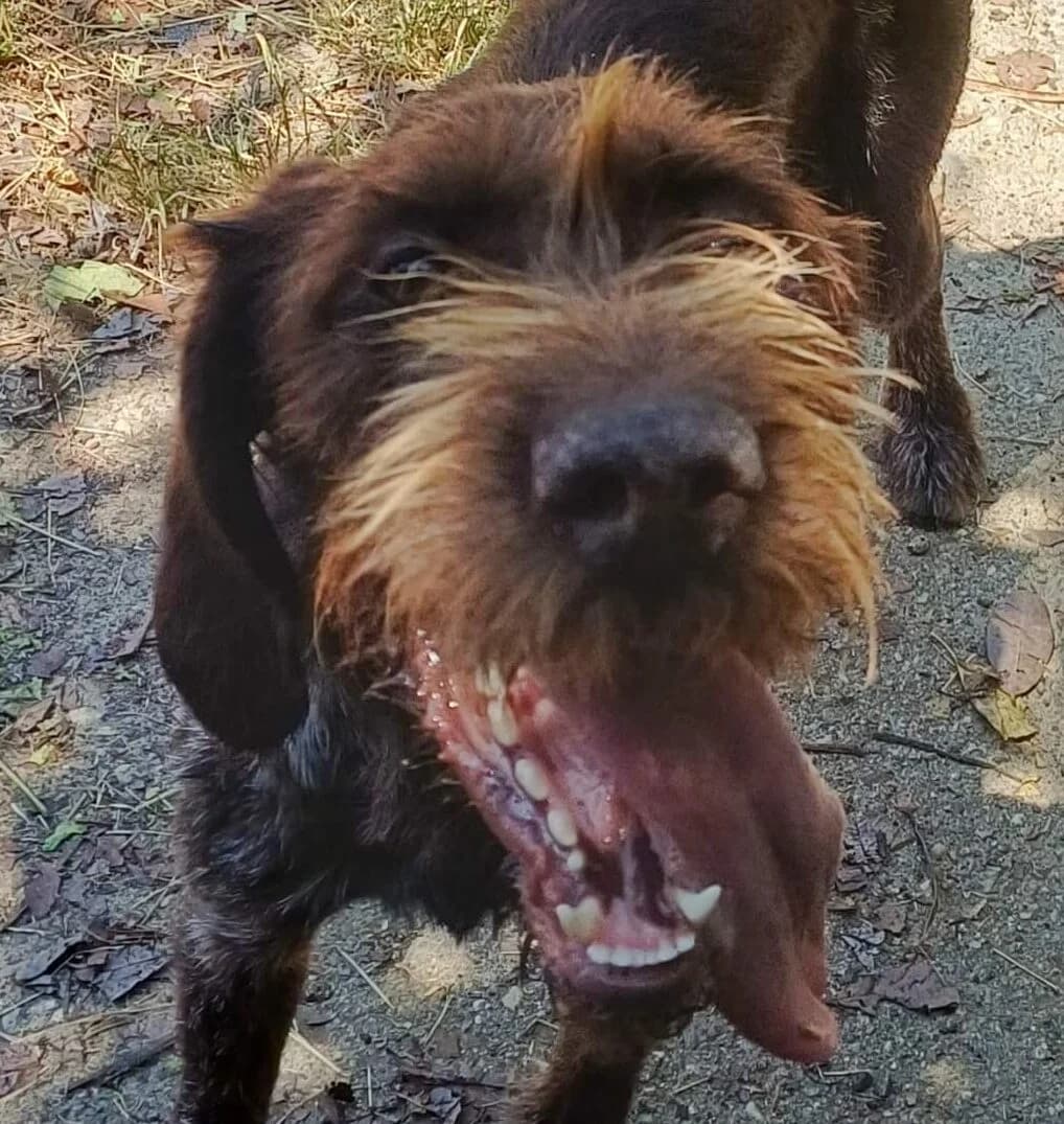 Fleur, female Mixed Breed for adoption at Refuge Thiernay