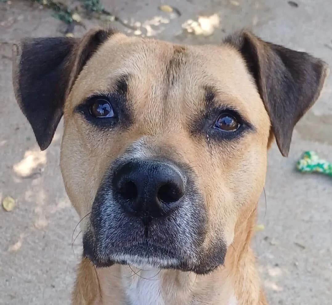 Gato, male Mixed Breed for adoption at Refuge Thiernay