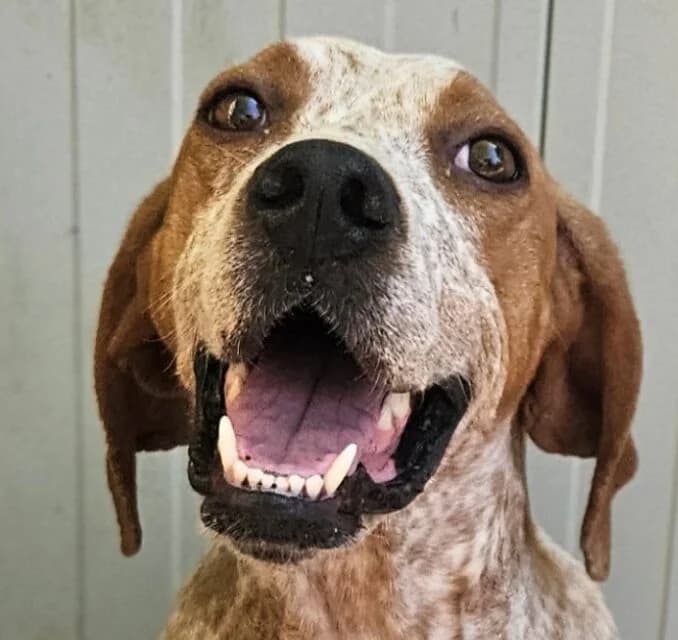 Gigie, female Mixed Breed for adoption at Refuge Thiernay