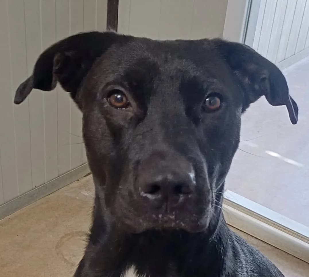 Tao, male Mixed Breed for adoption at Refuge Thiernay