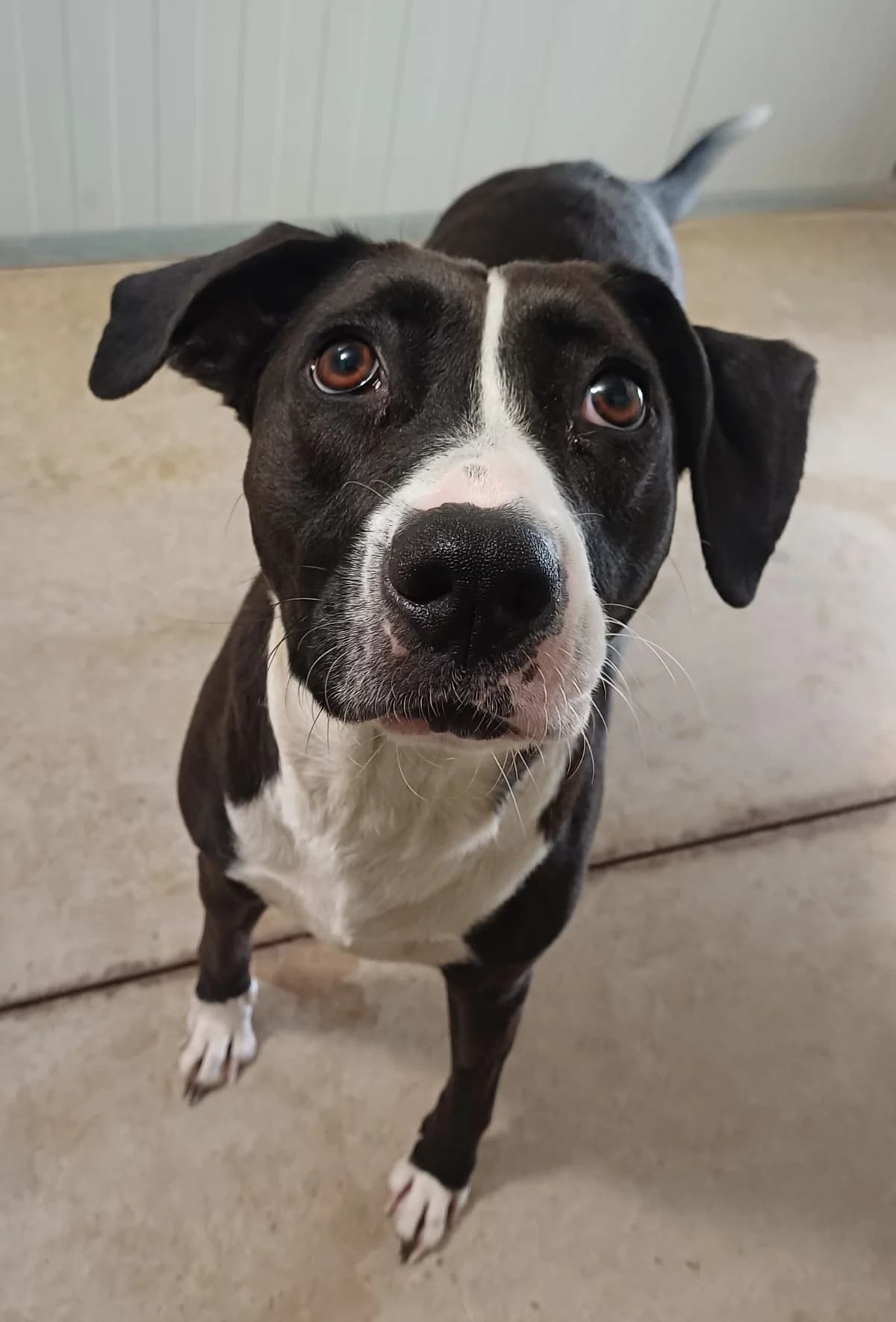 Zia, female Mixed Breed for adoption at Refuge Thiernay