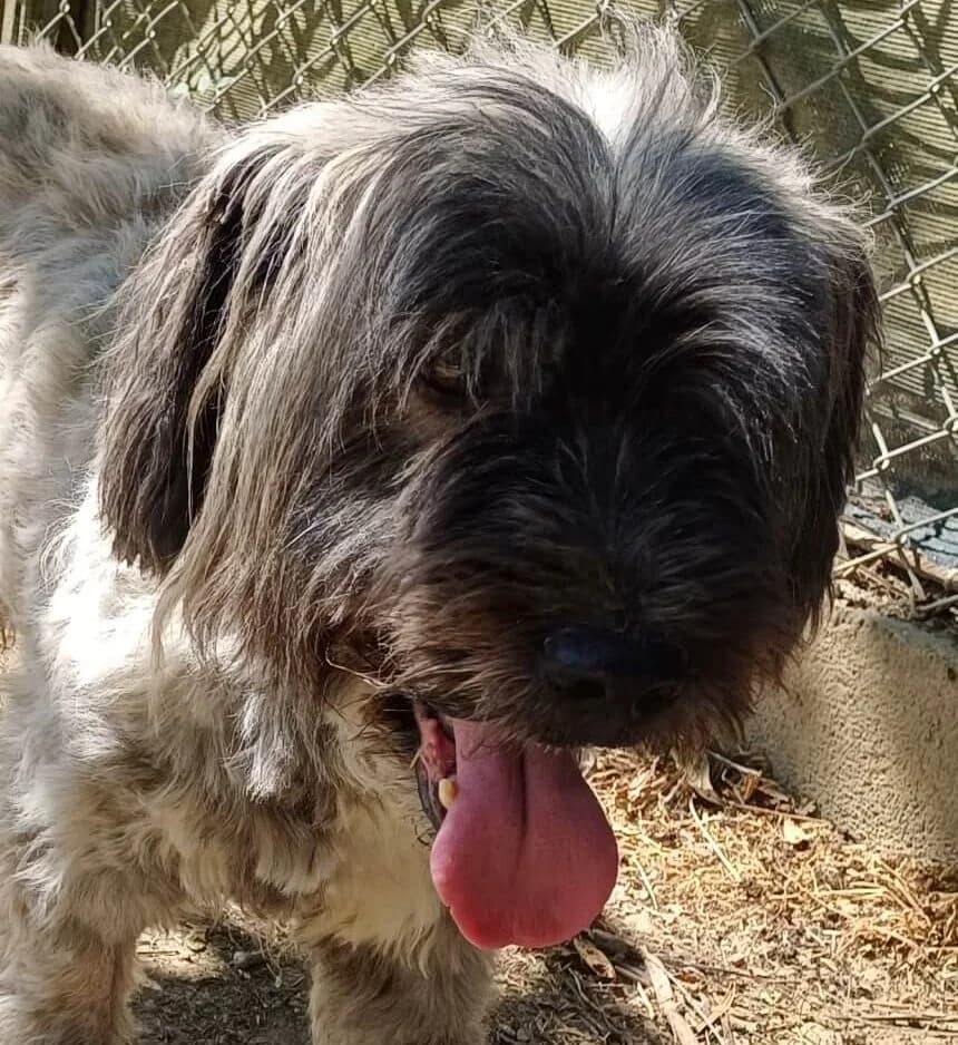 Buzz, male Mixed Breed for adoption at Refuge Thiernay