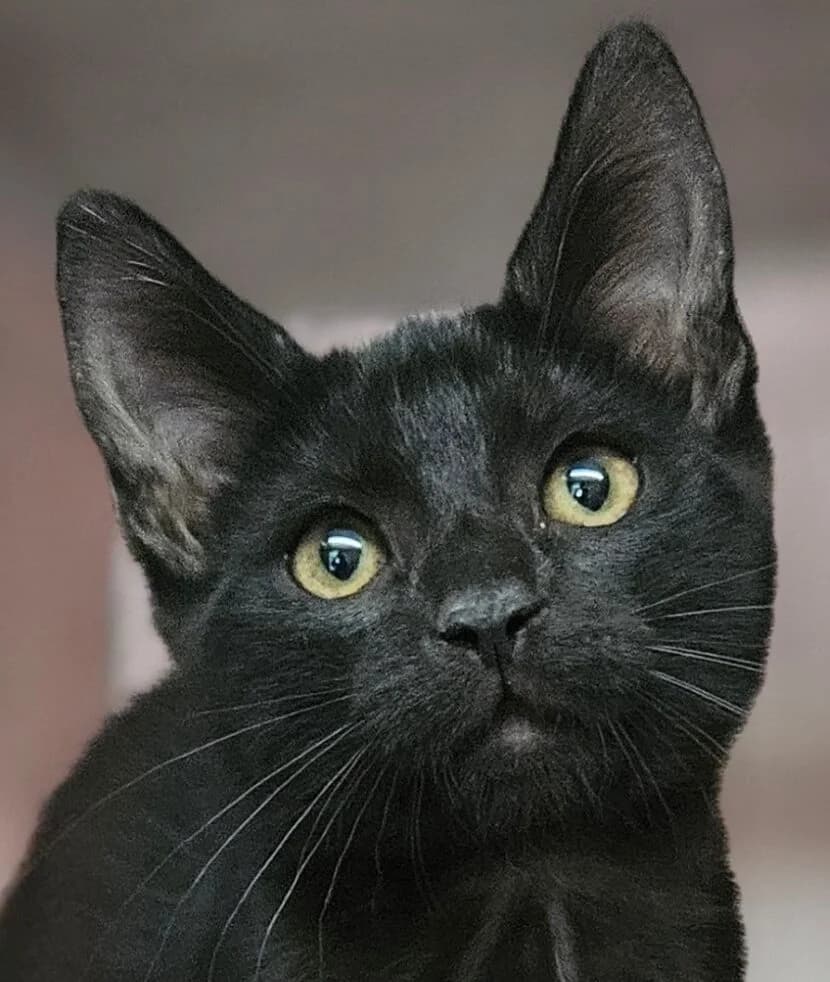 Bitume, male Mixed Breed for adoption at Refuge Thiernay