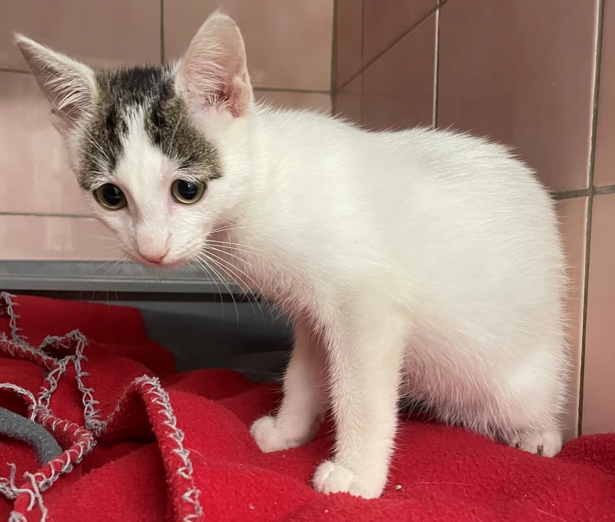 Bellina, female Mixed Breed for adoption at Refuge Thiernay