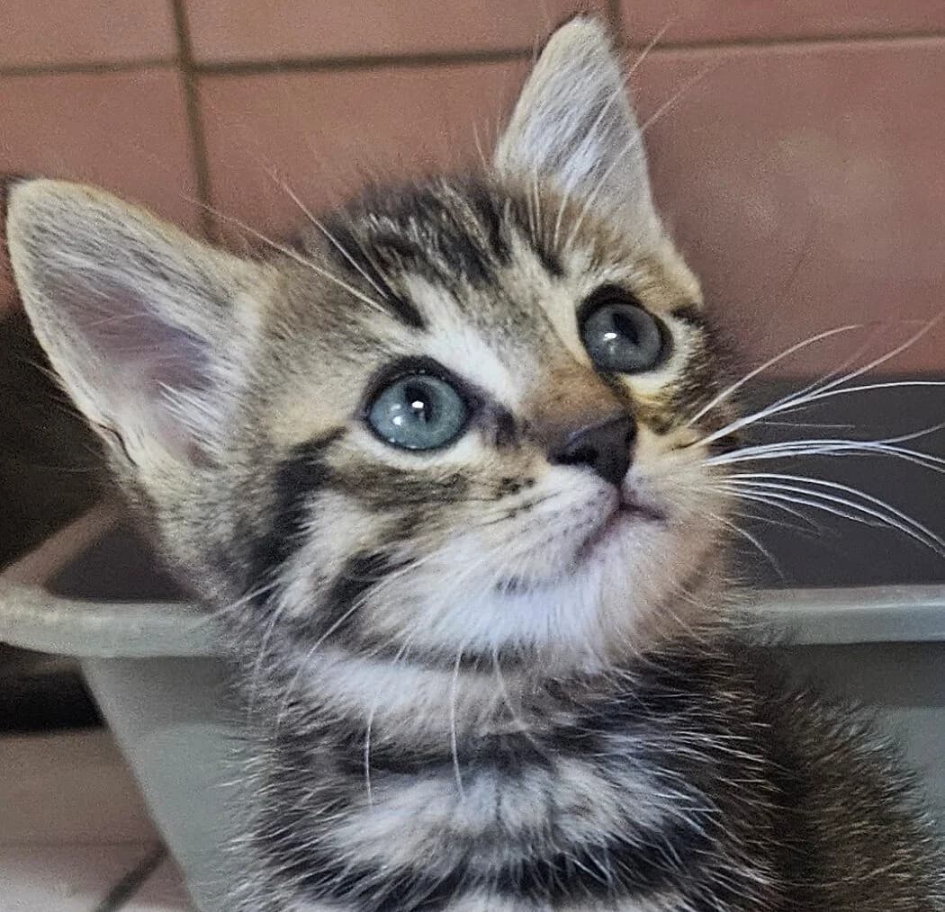 BICHOUILLE, female Mixed Breed for adoption at Refuge Thiernay