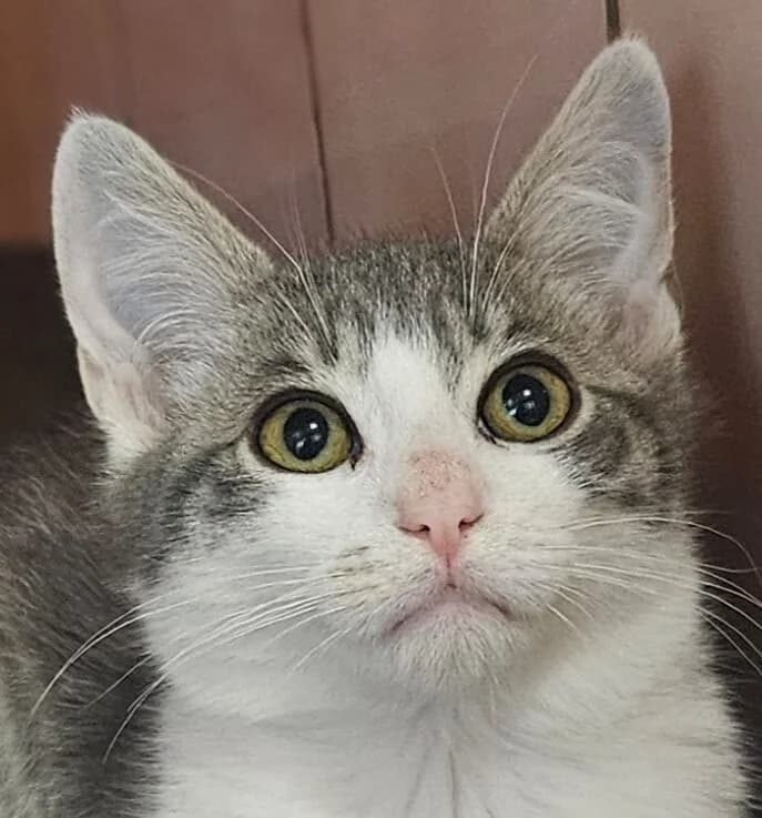 Babine, female Mixed Breed for adoption at Refuge Thiernay