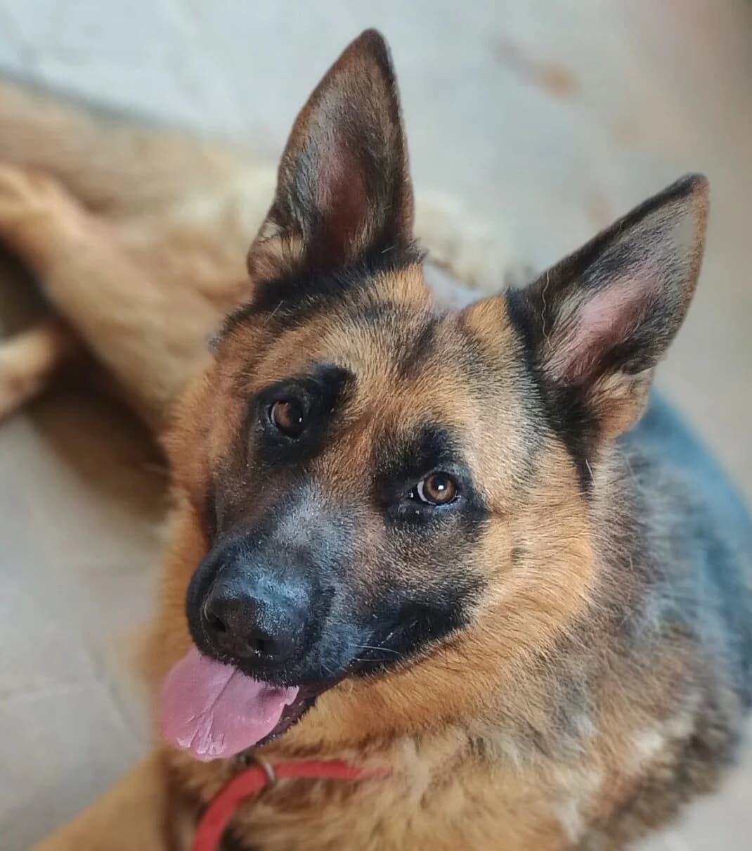 Ali, male Mixed Breed for adoption at Refuge Thiernay