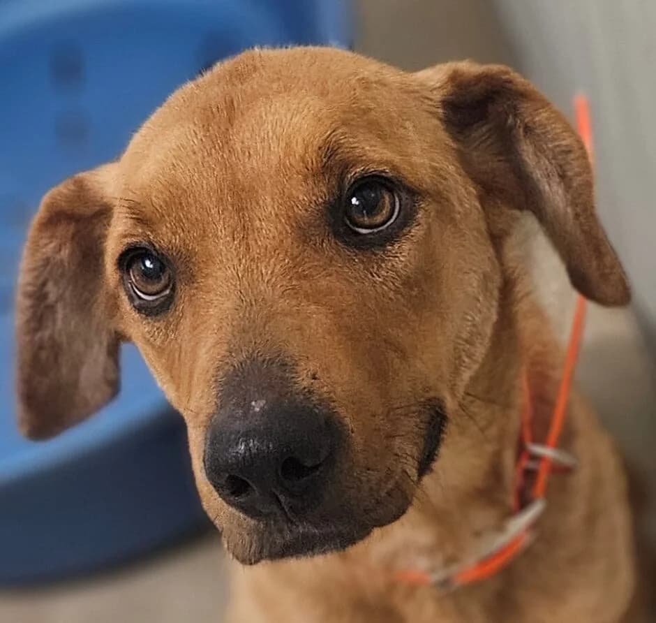 Cassiopée, female Mixed Breed for adoption at Refuge Thiernay
