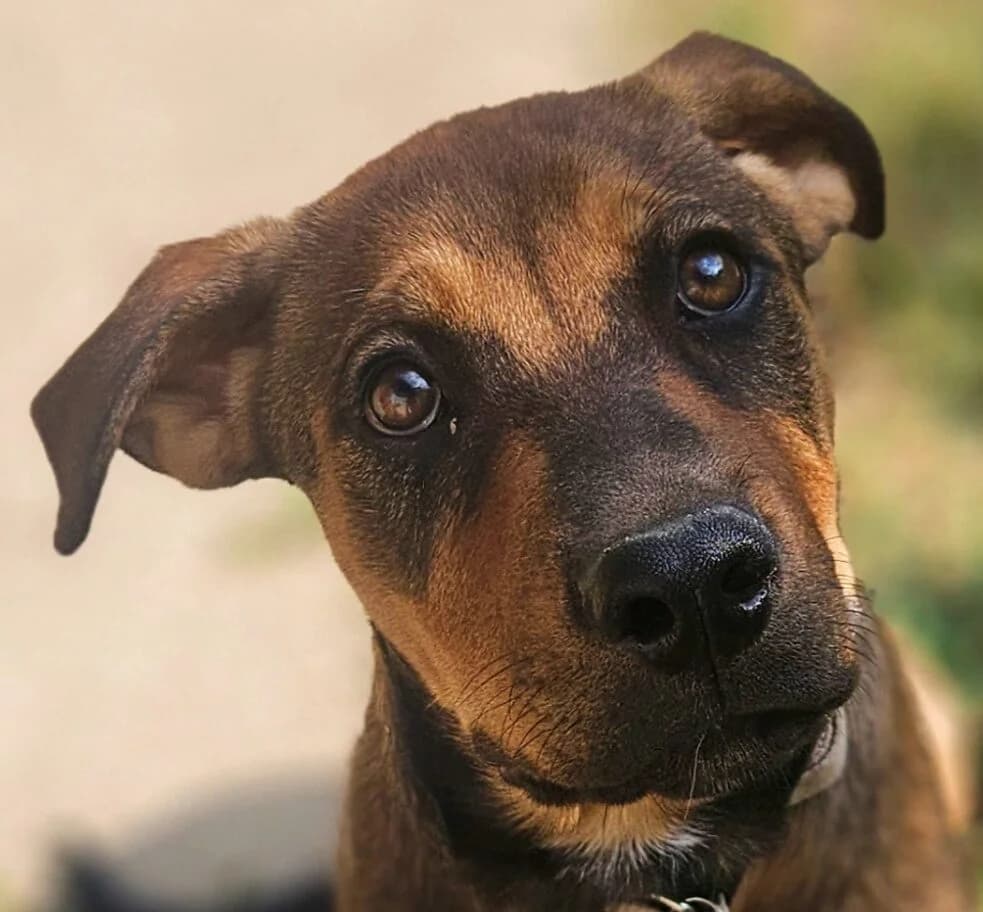 Maya, female Mixed Breed for adoption at Refuge Thiernay