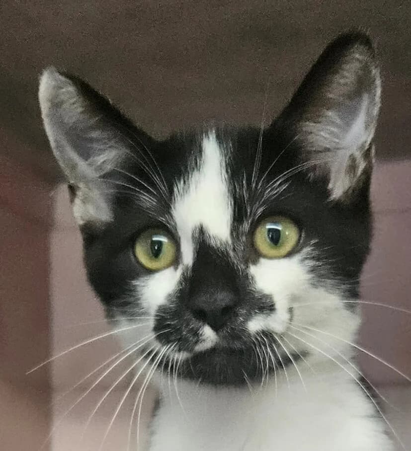 Brigand, male Mixed Breed for adoption at Refuge Thiernay