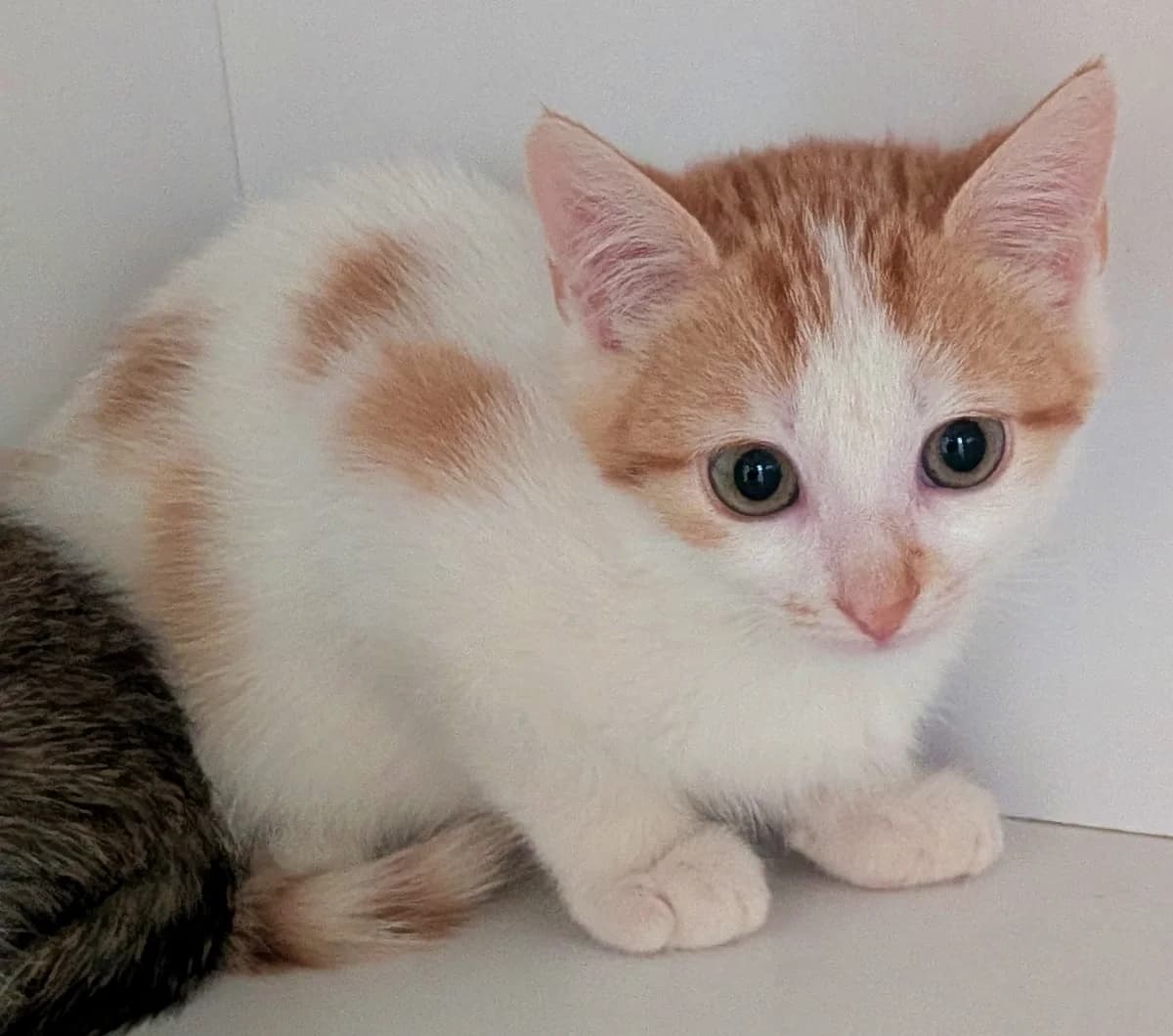 Blizzard, male Mixed Breed for adoption at Refuge Thiernay
