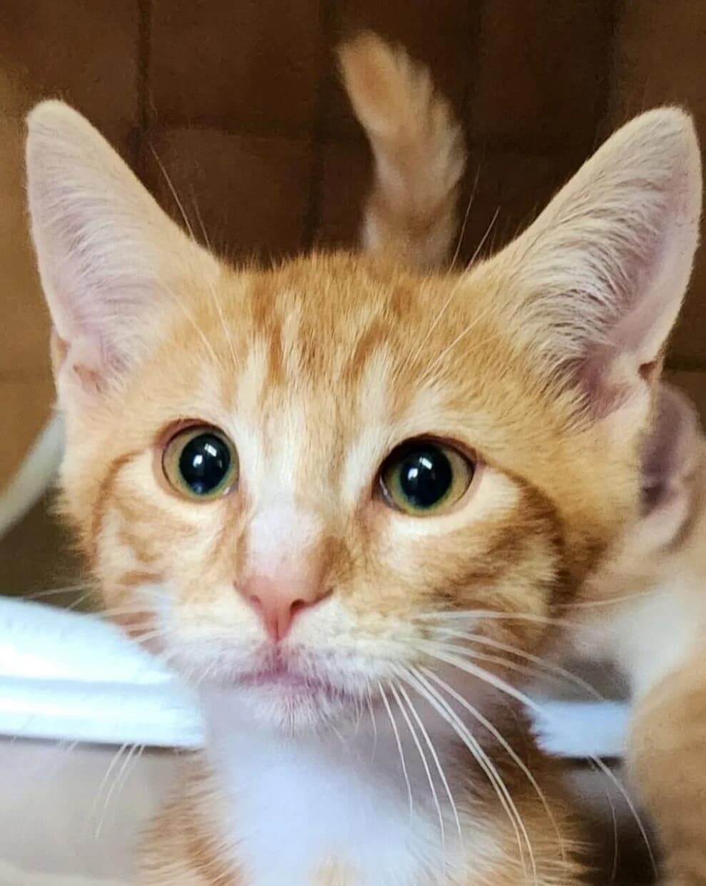 Boubou, male Mixed Breed for adoption at Refuge Thiernay