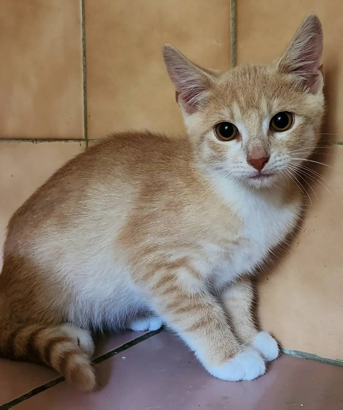 Bounty, male Mixed Breed for adoption at Refuge Thiernay