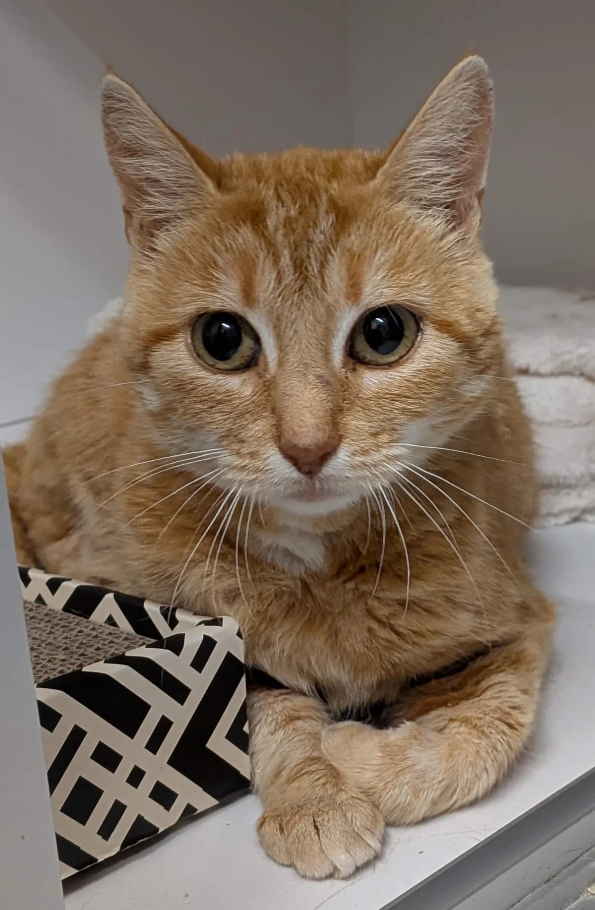 Lally, female Mixed Breed for adoption at Refuge Thiernay