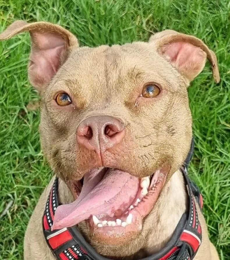 Xeli, female Mixed Breed for adoption at Refuge Thiernay