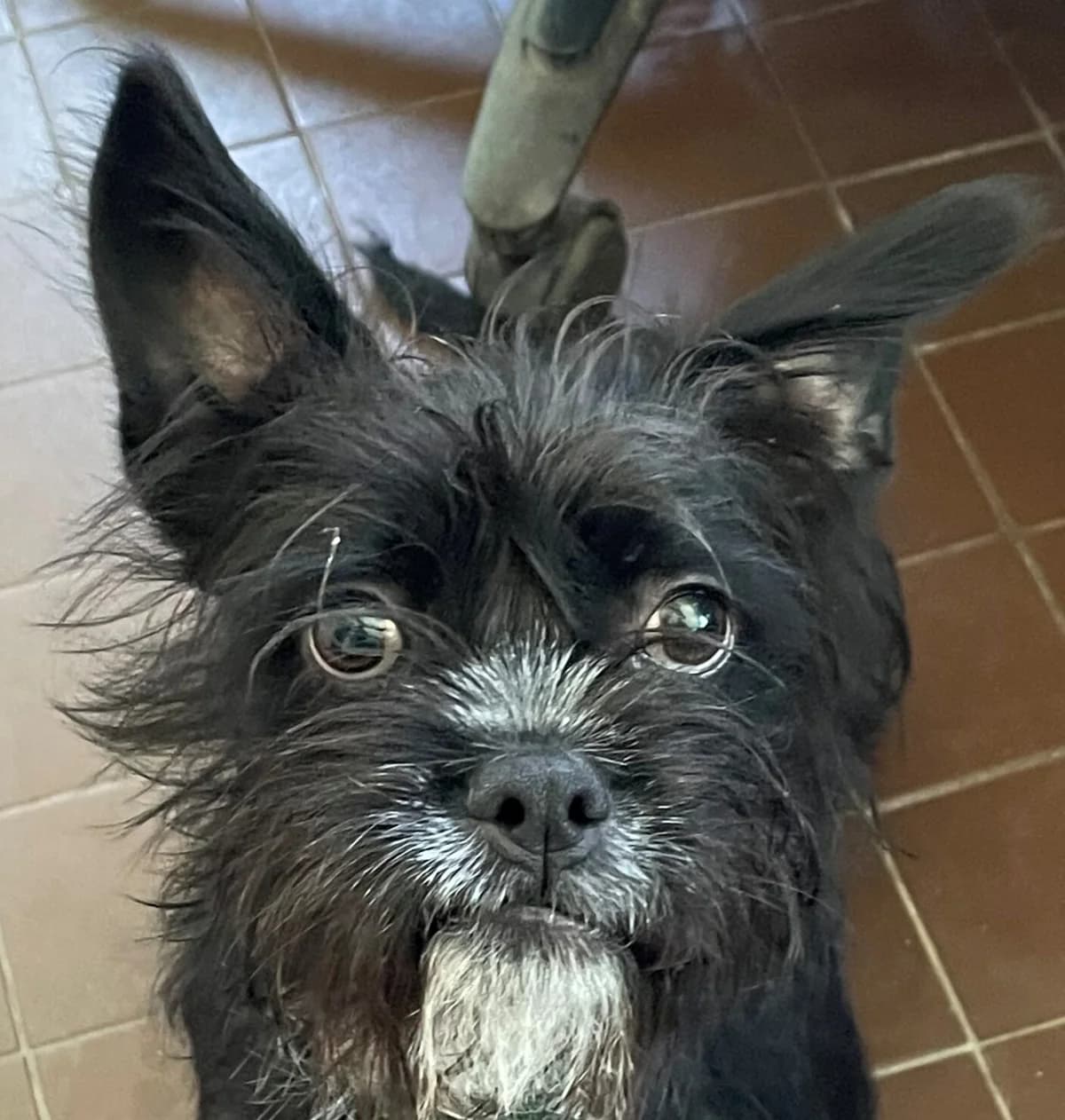 Denver, male Mixed Breed for adoption at Refuge Thiernay