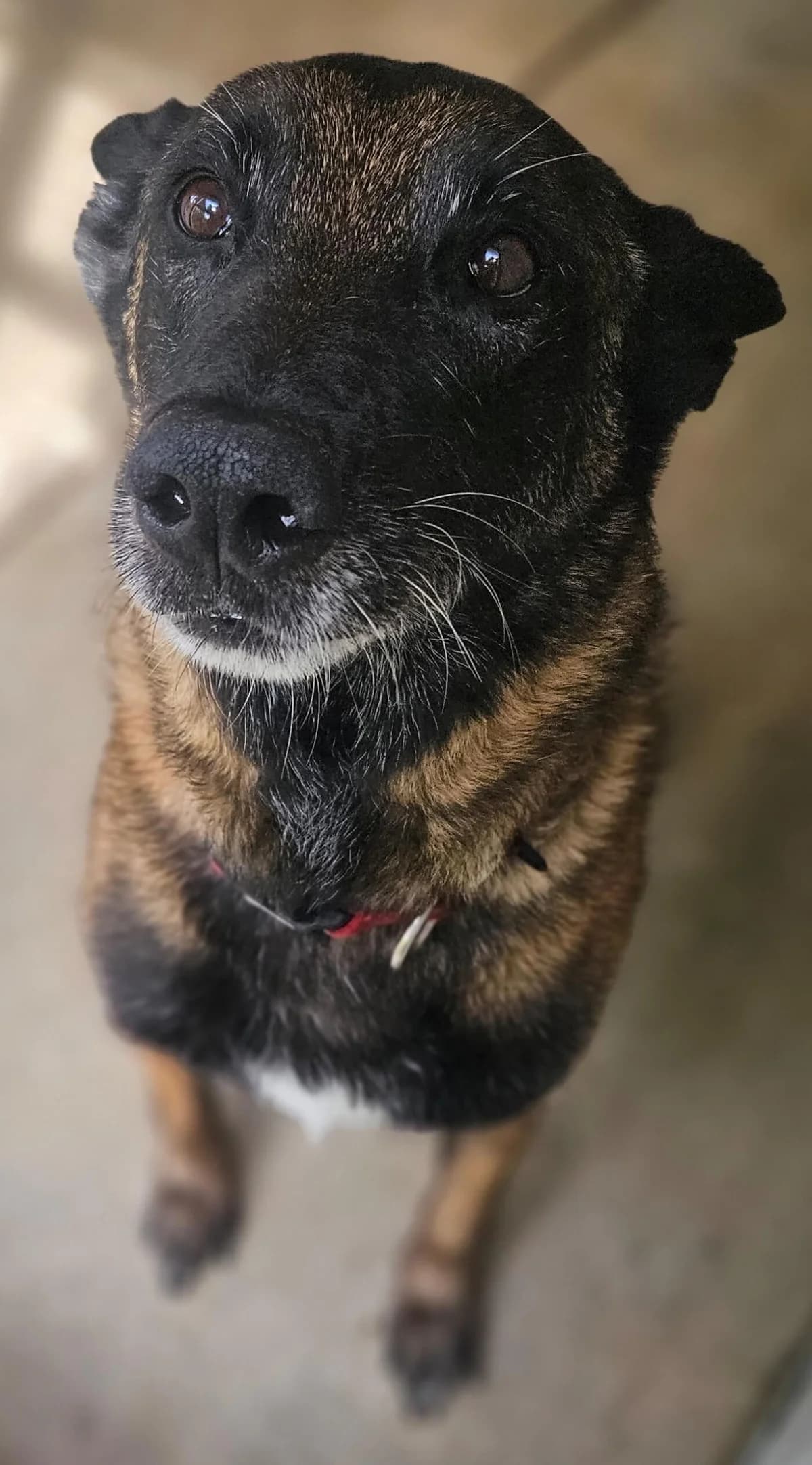 Largo, male Mixed Breed for adoption at Refuge Thiernay