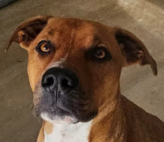Poker, male Mixed Breed for adoption at Refuge Thiernay