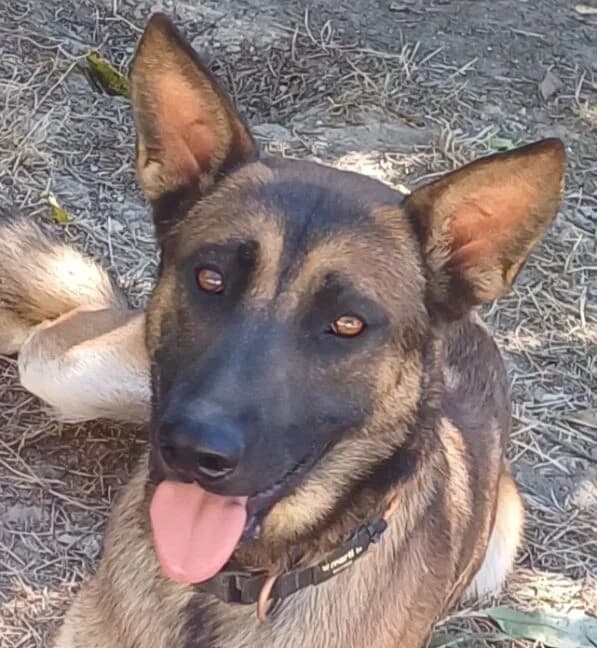 Délinquant, male Mixed Breed for adoption at Refuge Thiernay