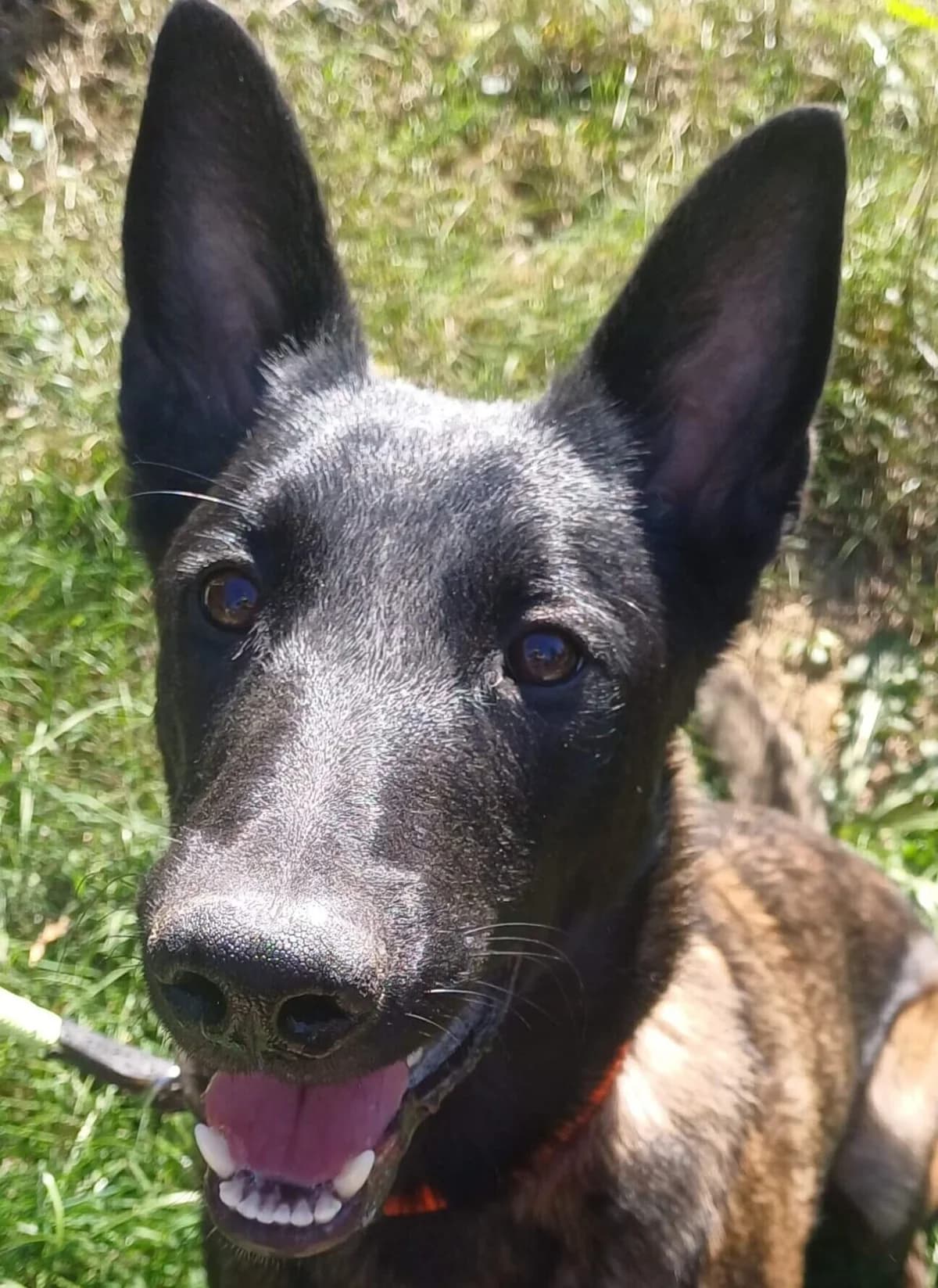 Mickey, male Mixed Breed for adoption at Refuge Thiernay