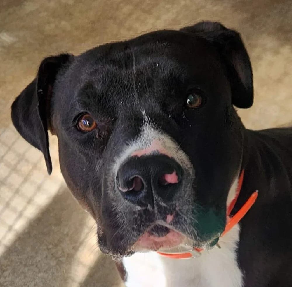 Tyson, male Mixed Breed for adoption at Refuge Thiernay