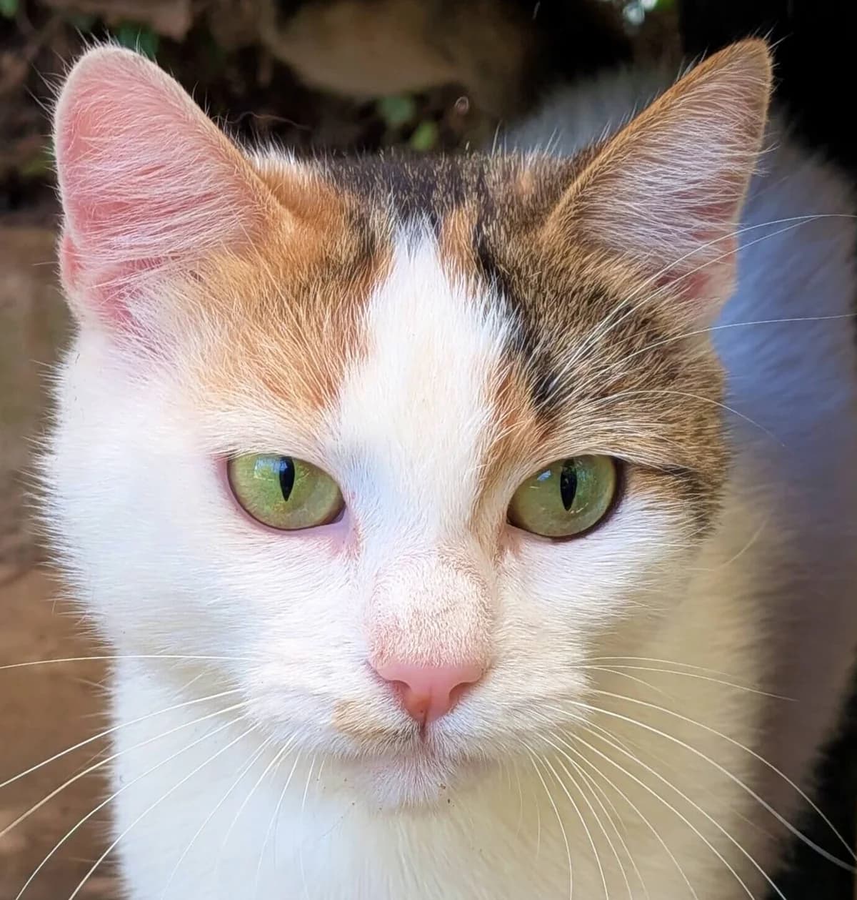 Nisma, female Mixed Breed for adoption at Refuge Thiernay