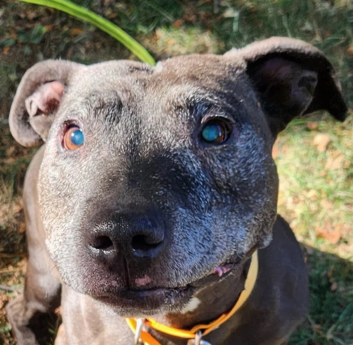 Kimbo, male Mixed Breed for adoption at Refuge Thiernay