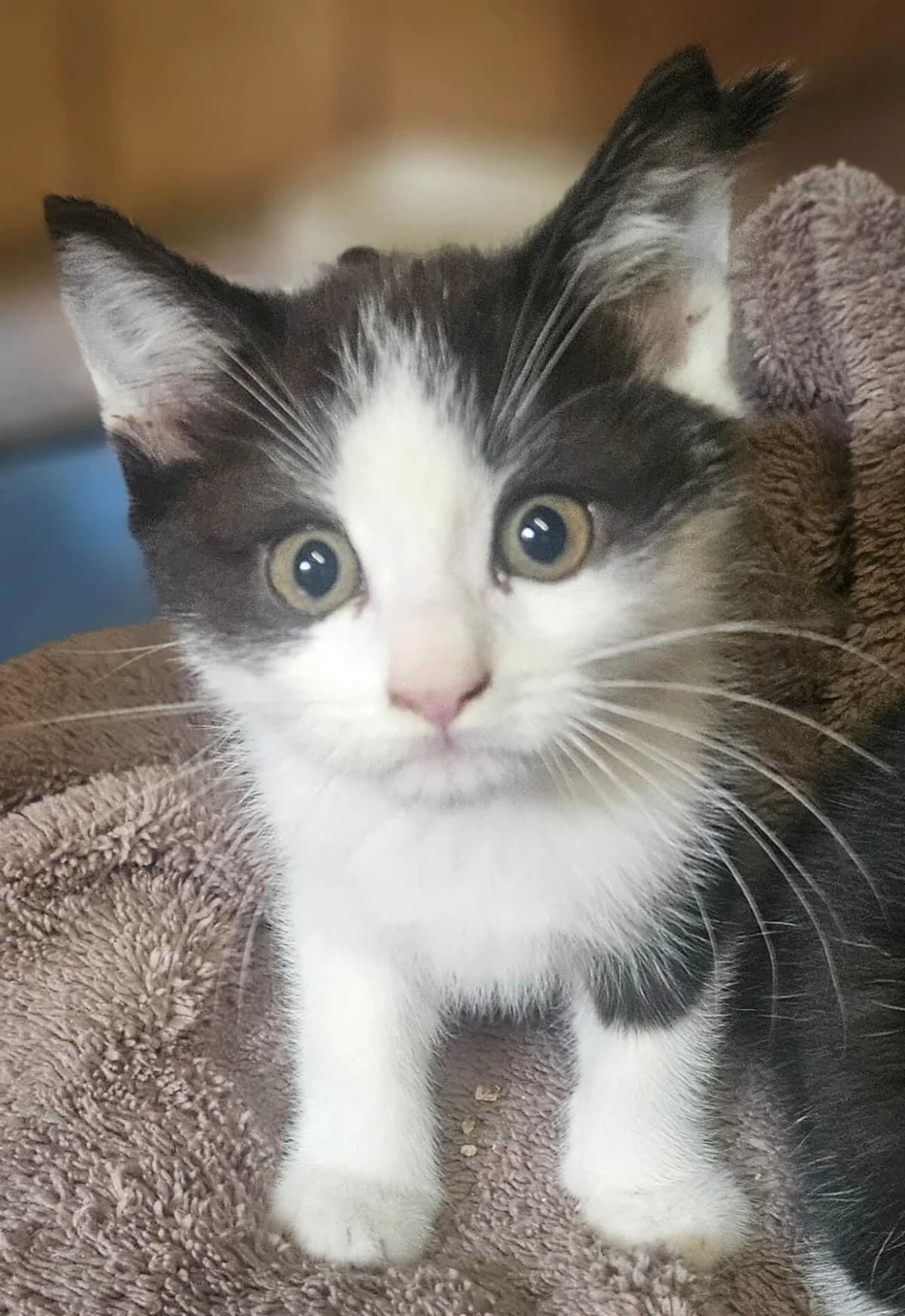Bolt, male Mixed Breed for adoption at Refuge Thiernay