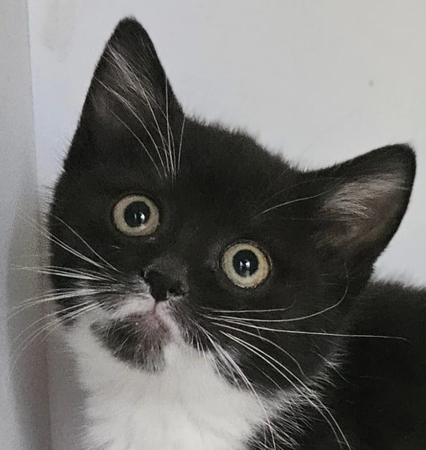 Byzance, female Mixed Breed for adoption at Refuge Thiernay