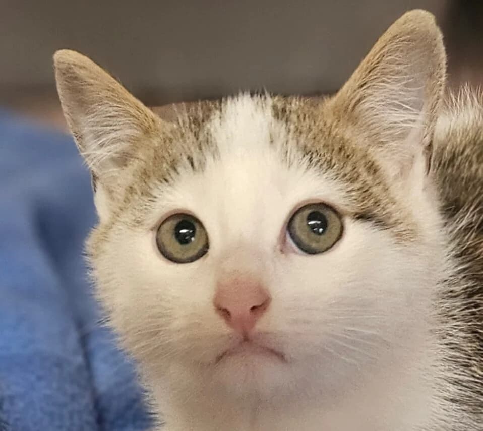 Benji, male Mixed Breed for adoption at Refuge Thiernay