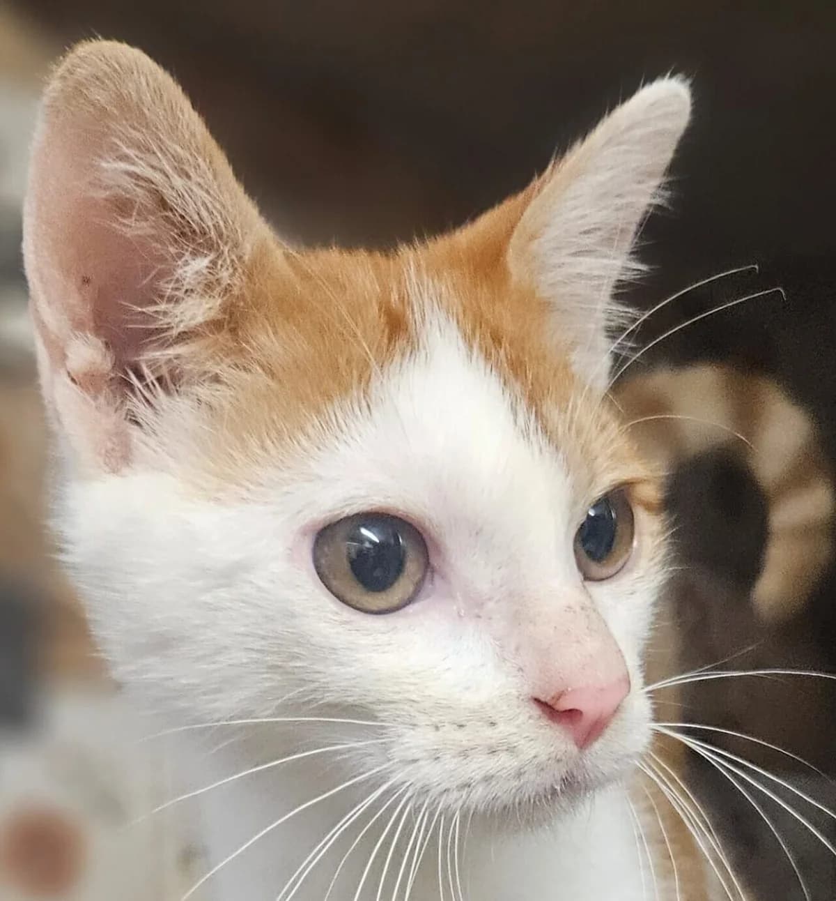 Miel, male Mixed Breed for adoption at Refuge Thiernay