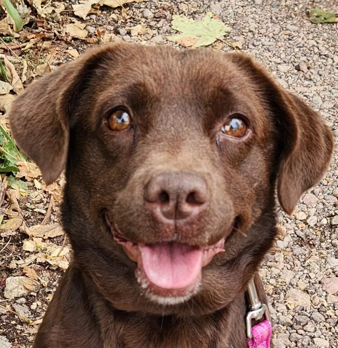 Maya, female Mixed Breed for adoption at Refuge Thiernay