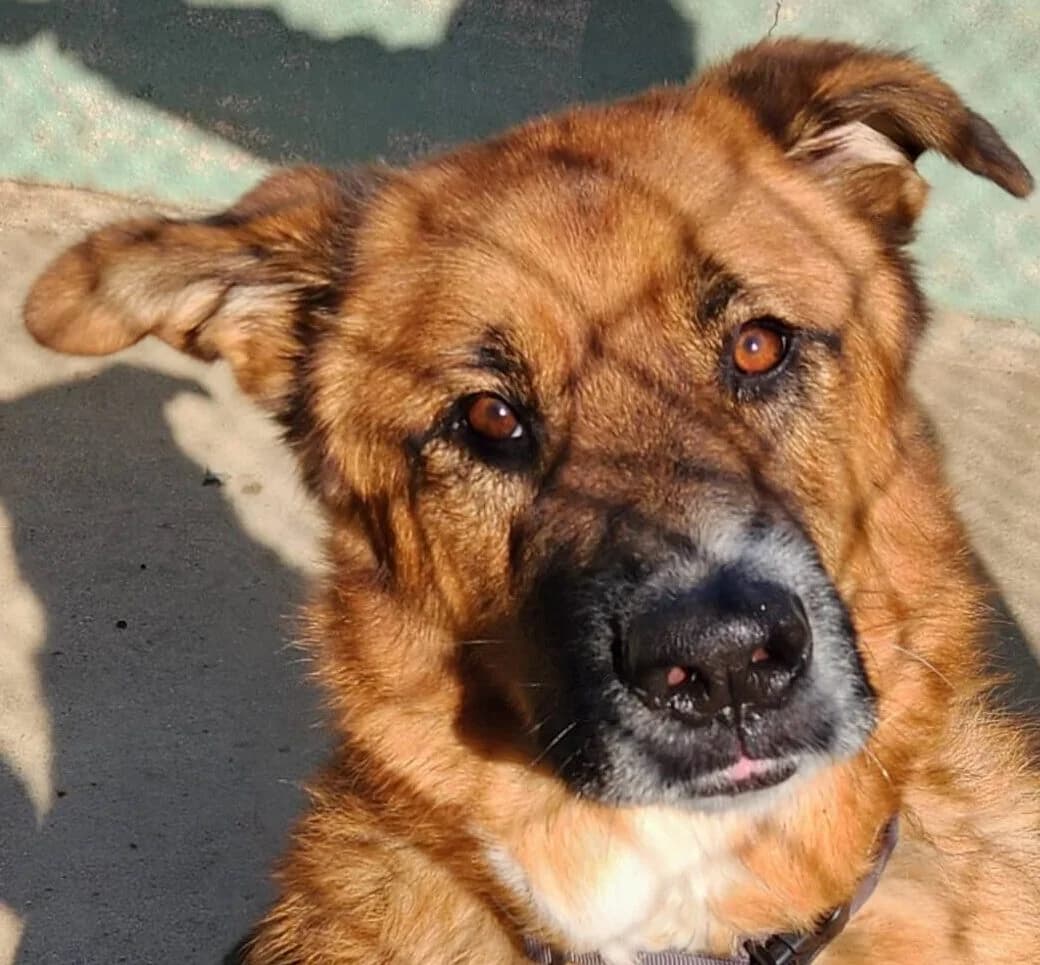 Rex, male Mixed Breed for adoption at Refuge Thiernay