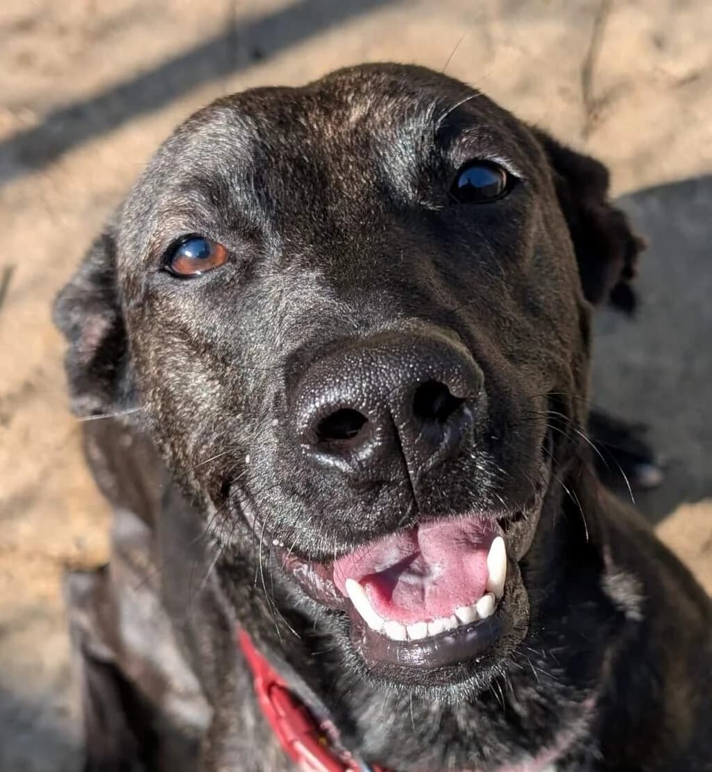 Iris, female Mixed Breed for adoption at Refuge Thiernay