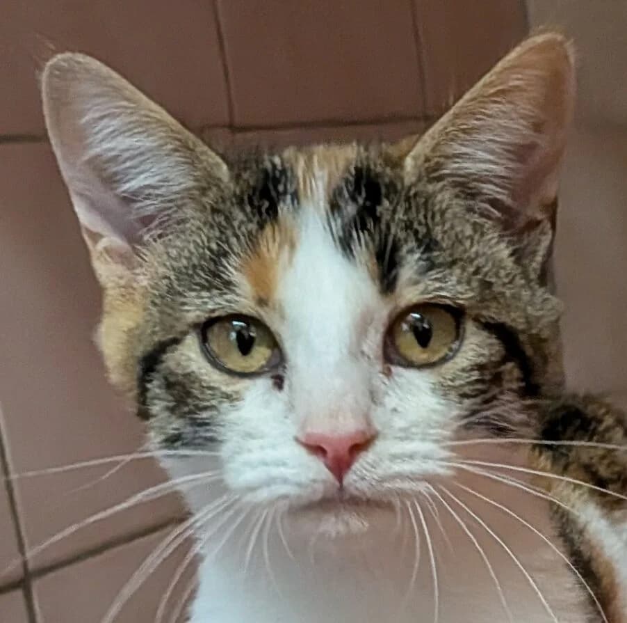 Vanille, female Mixed Breed for adoption at Refuge Thiernay