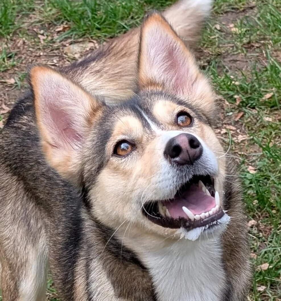 Comète, female Mixed Breed for adoption at Refuge Thiernay
